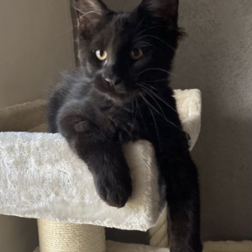 Une petite panthère noire. bb loof gros gabarit #1