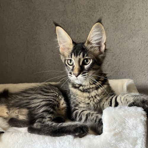 Une petite panthère noire. bb loof gros gabarit #3