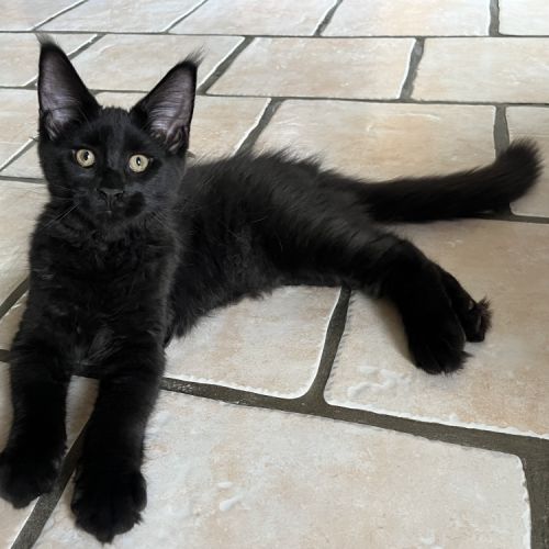 Une petite panthère noire. bb loof gros gabarit #0