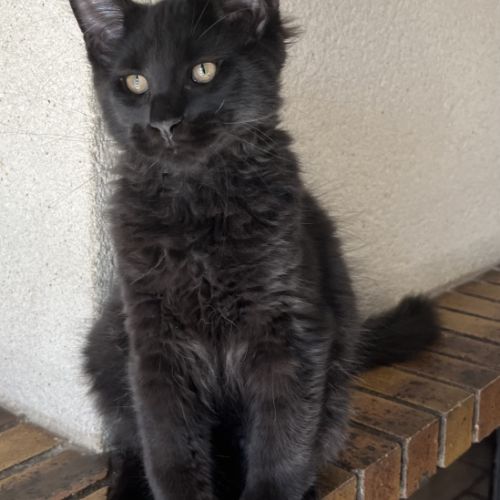 Une petite panthère noire. bb loof gros gabarit #5