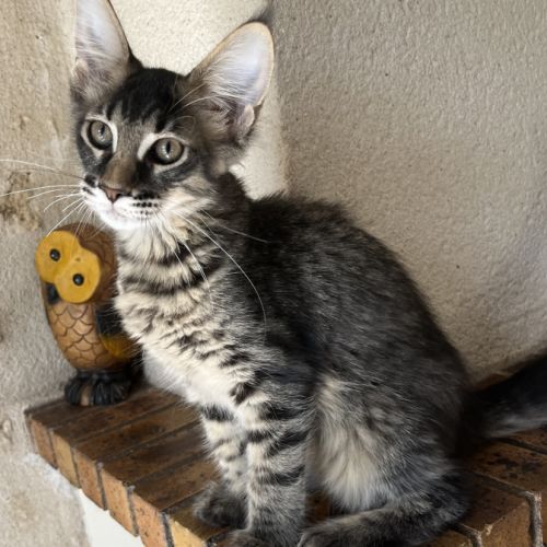Une petite panthère noire. bb loof gros gabarit #6