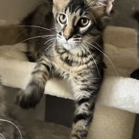 Une petite panthère noire. bb loof gros gabarit #2