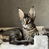 Une petite panthère noire. bb loof gros gabarit #3