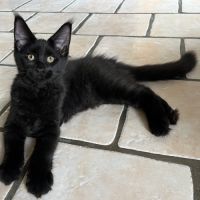 Une petite panthère noire. bb loof gros gabarit