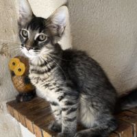Une petite panthère noire. bb loof gros gabarit #6
