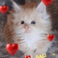 Chatons maines coons a reserver #4