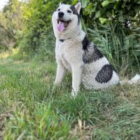Chien youki à l adoption