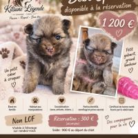 Spitz mâle à réserver