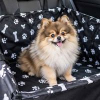 Spitz femelle disponible