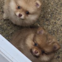 Spitz femelle disponible #2