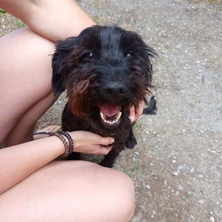 Chien bouba à l adoption #0