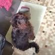 Chien bouba à l adoption #2