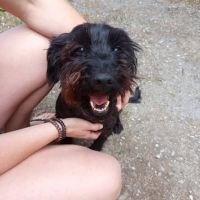 Chien bouba à l adoption