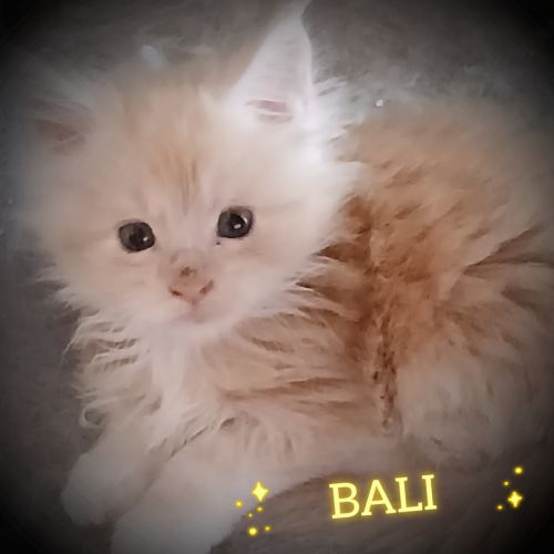 Chatons maine coon à réserver
