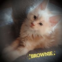 Chatons maine coon à réserver #2