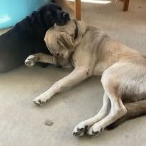 Chien alfred  à l adoption #2