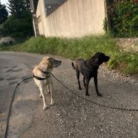 Chien alfred  à l adoption
