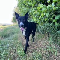 Chien nelio à l adoption