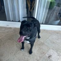 Chien arko à l adoption