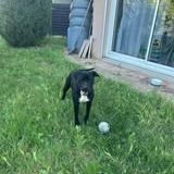 Chien arko à l adoption #2