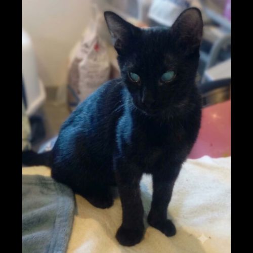 Sherman, adorable chaton à l'adoption #0