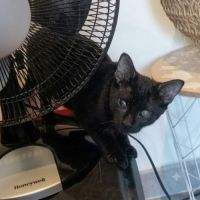 Sherman, adorable chaton à l'adoption #2