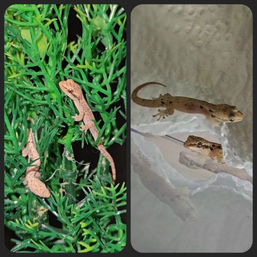 Lepidodactylus lugubris