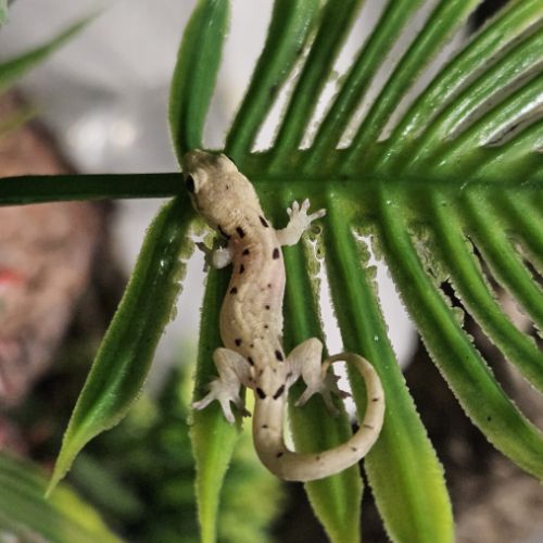 Lepidodactylus lugubris