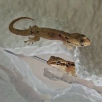 Lepidodactylus lugubris
