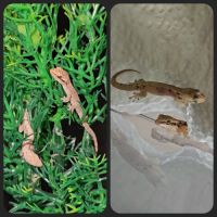 Lepidodactylus lugubris