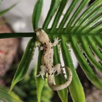 Lepidodactylus lugubris