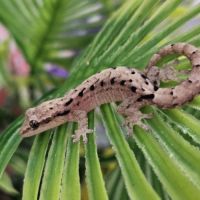 Lepidodactylus lugubris