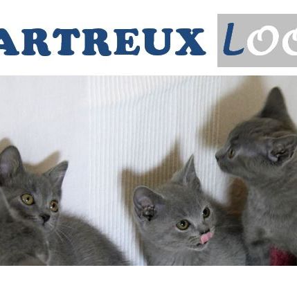 Chaton mâle de race chartreux loof, disponible #1