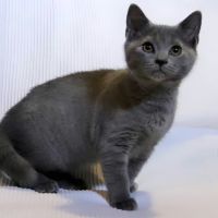 Chaton mâle de race chartreux loof, disponible