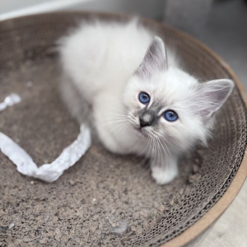Chatons sacré de birmanie loof #0