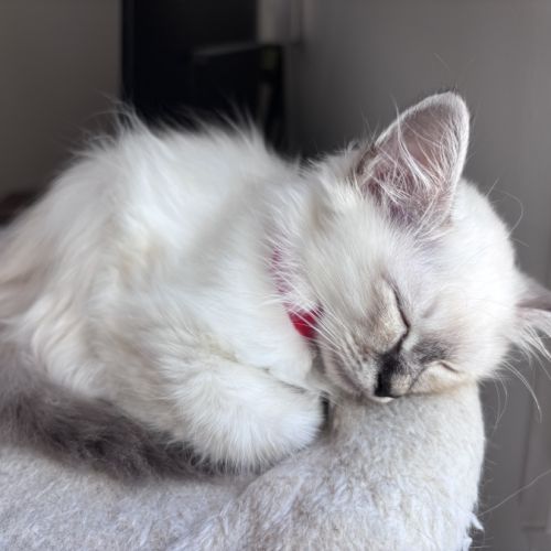 Chatons sacré de birmanie loof #5