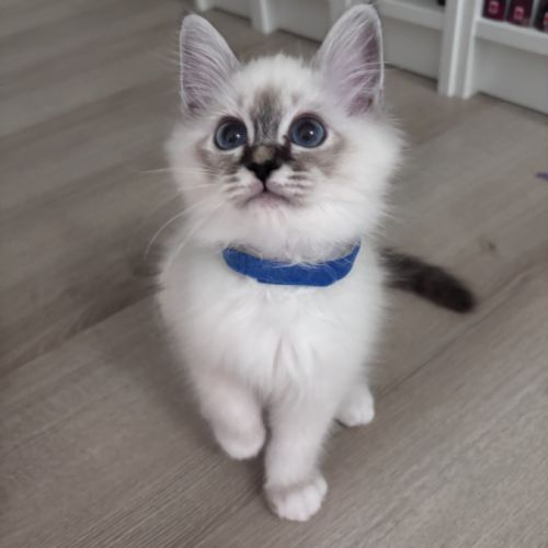 Chatons sacré de birmanie loof #6
