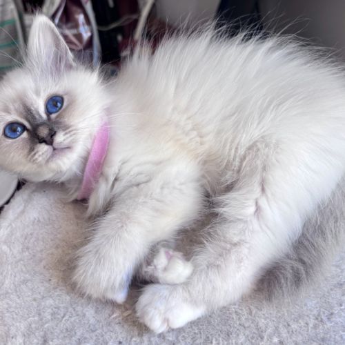 Chatons sacré de birmanie loof #7