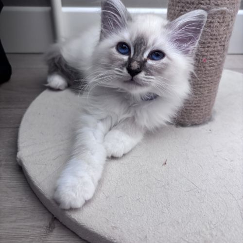 Chatons sacré de birmanie loof #8