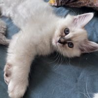 Chatons sacré de birmanie loof #2