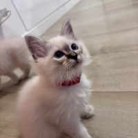 Chatons sacré de birmanie loof #3