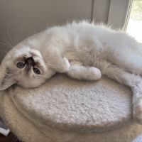 Chatons sacré de birmanie loof #4