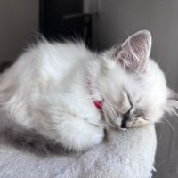 Chatons sacré de birmanie loof #5