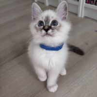 Chatons sacré de birmanie loof #6