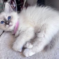 Chatons sacré de birmanie loof #7