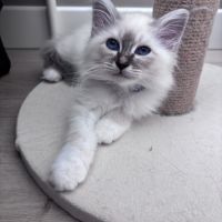 Chatons sacré de birmanie loof #8