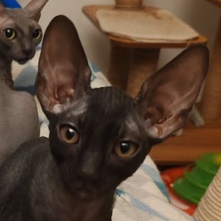 Chatons cornish rex à vendre #0