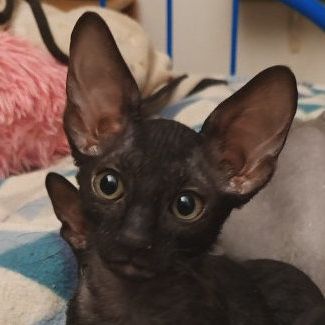 Chatons cornish rex à vendre #3