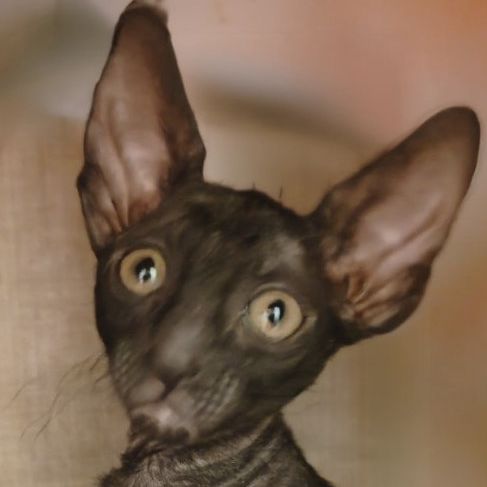 Chatons cornish rex à vendre #4