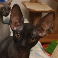 Chatons cornish rex à vendre